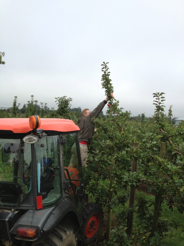 Fred reaching for the best apples